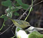 Picture/image of Yellow Warbler