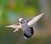 Picture/image of Anna's Hummingbird