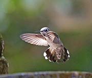 Picture/image of Anna's Hummingbird