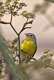 Picture/image of Magnolia Warbler