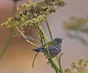 Picture/image of Magnolia Warbler