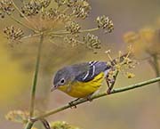 Picture/image of Magnolia Warbler