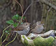 Picture/image of Hermit Thrush