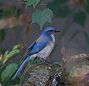 Picture/image of Western Scrub Jay