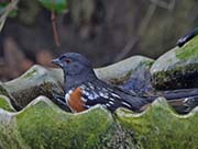 Picture/image of Spotted Towhee