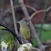 Picture/image of Orange-crowned Warbler