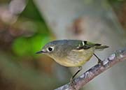 Picture/image of Ruby-crowned Kinglet