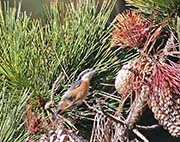 Picture/image of Pygmy Nuthatch