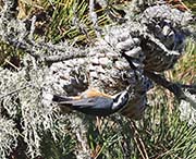 Picture/image of Pygmy Nuthatch