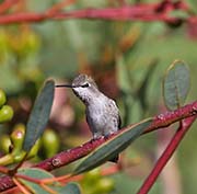 Picture/image of Black-chinned Hummingbird