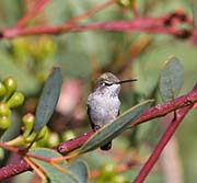 Picture/image of Black-chinned Hummingbird
