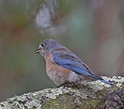 Picture/image of Western Bluebird