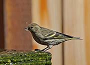 Picture/image of Pine Siskin