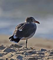 Picture/image of Heermann's Gull