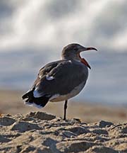Picture/image of Heermann's Gull