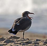 Picture/image of Heermann's Gull