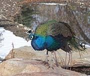 Picture/image of Indian Peafowl