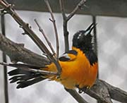 Picture/image of Venezuelan Troupial