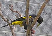 Picture/image of Yellow-rumped Cacique