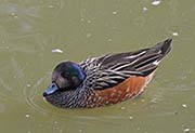 Picture/image of Chiloe Wigeon