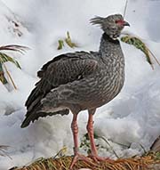 Picture/image of Southern Screamer