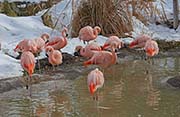 Picture/image of Chilean Flamingo