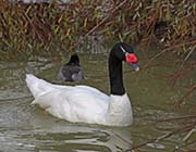 Picture/image of Black-necked Swan