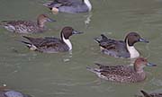 Picture/image of Northern Pintail