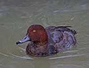Picture/image of Redhead