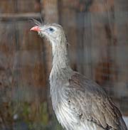 Picture/image of Red-legged Seriema