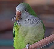 Picture/image of Monk Parakeet