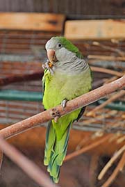 Picture/image of Monk Parakeet