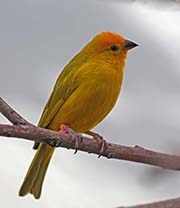 Picture/image of Saffron Finch