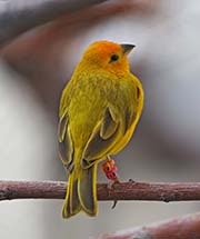 Picture/image of Saffron Finch