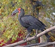 Picture/image of Southern Ground-hornbill