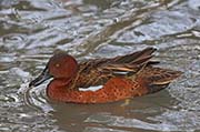 Picture/image of Cinnamon Teal