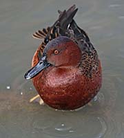 Picture/image of Cinnamon Teal