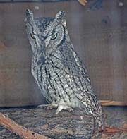 Picture/image of Western Screech Owl