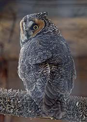 Picture/image of Long-eared Owl