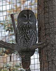 Picture/image of Great Gray Owl