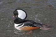 Picture/image of Hooded Merganser