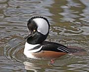 Picture/image of Hooded Merganser