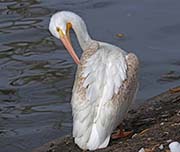 Picture/image of American White Pelican