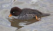 Picture/image of Barrow's Goldeneye
