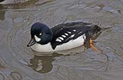 Picture/image of Barrow's Goldeneye