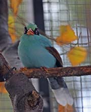 Picture/image of Common Green Magpie