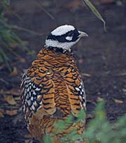 Reeves's Pheasant