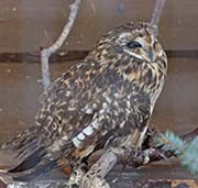 Picture/image of Short-eared Owl