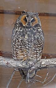 Picture/image of Long-eared Owl
