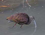 Picture/image of White-faced Ibis